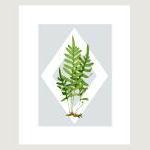 Vintage Botanical Illustra..