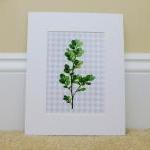 Vintage Botanical Illustra..