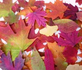 Autumn Leaves, 100 Real Pressed Leaves, Thanksgiving Table Decoration, Flower Girl Toss, Crafts