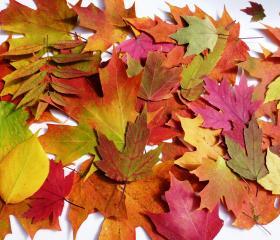 Autumn Table Decorations, Autumn Wedding Decor, Thanksgiving Table Decor, Real Pressed Leaves, Qty of 200