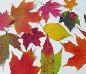 Autumn Leaves, Qty 50, Fall Leaves, Table Decorations, Autumn Wedding Decor, Real Leaves