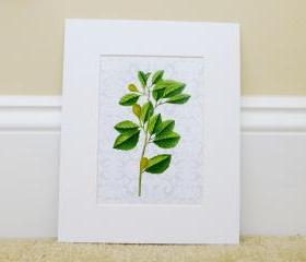 Vintage Botanical illustrations with modern printed backgrounds, Cottage Art, Botanical Art Prints, 8x10 Matted