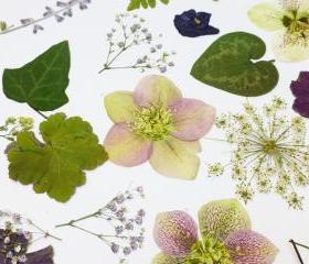 Pressed Flowers and Leaves, Romantic Mix for Special Occasion, Wedding Table Decor, Purple Flowers, White Flowers, Greenery, 